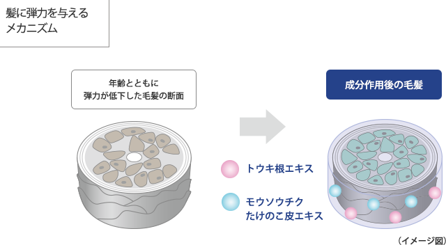 プレセディア メカニズム